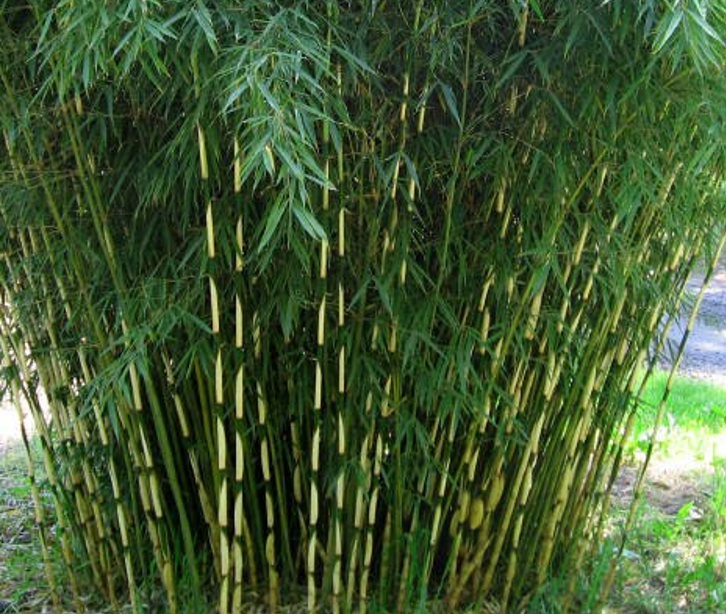 Fagesia robusta campbell
