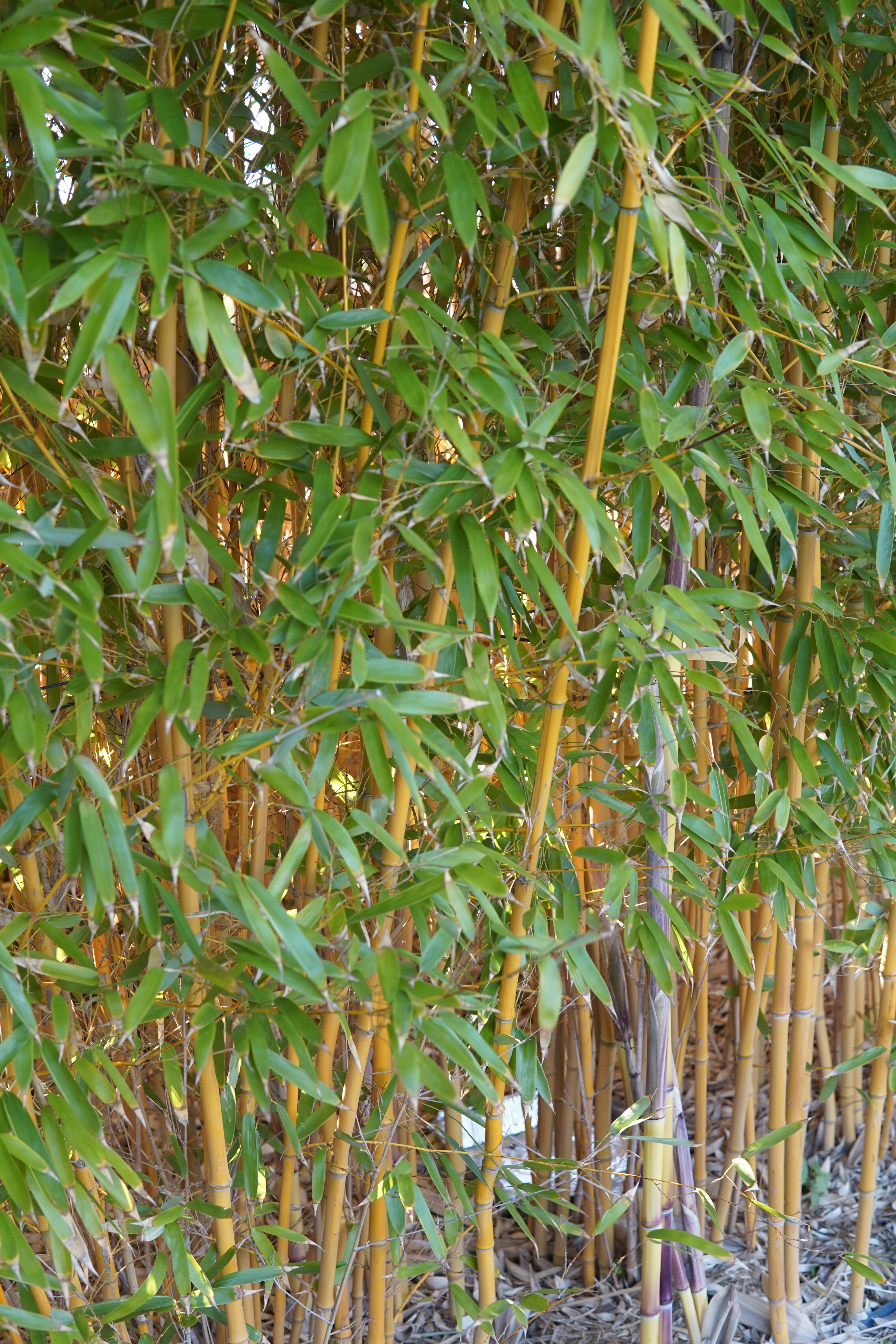 Phyllostachys aureosulcata ‘Aureocaulis’